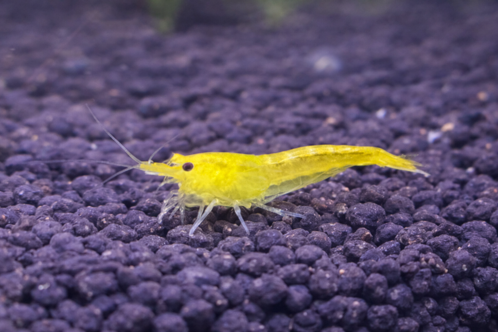 레몬카나리 새우