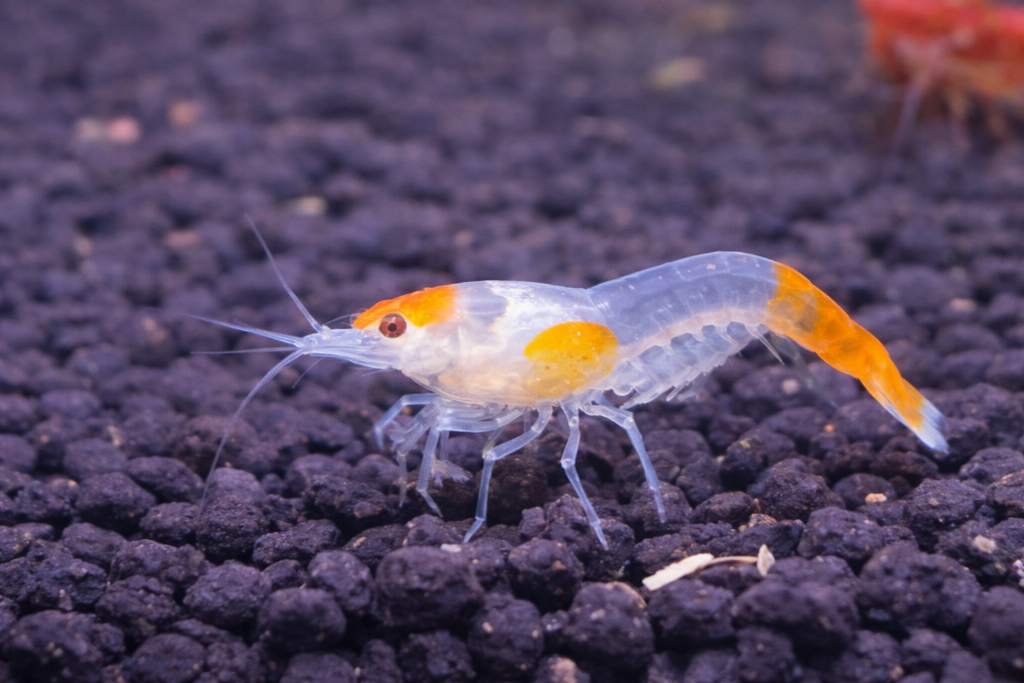 파파야시트린 새우